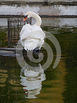 Portrait of a mute swan in a pond