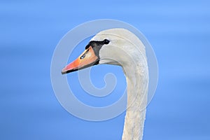 Portrait of a Mute Swan with water drops