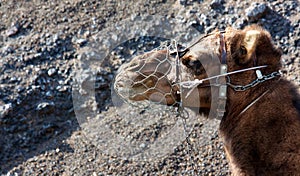 Portrait of a muzzle camel