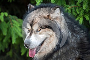 portrait of muzzle of the dog Alaskan Malamute with tongue, summer heat