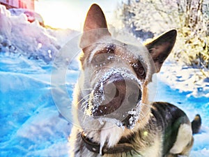 Portrait and muzzle of Dog German Shepherd and black nose with snow in winter day. Russian eastern European dog veo and