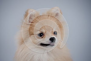 Portrait of the muzzle of a Pomeranian pygmy spitz close up on a gray background. A red haired pet with black beady eyes