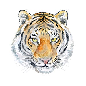 Portrait Muzzle Tiger in color isolated on white background. Watercolor