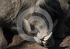 Portrait of a Namibian Warthog, Phacochoerus africanus