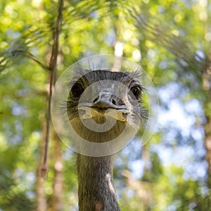 Portrait of a Nandu, a flightless bird