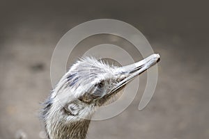 Portrait of a Nandu Rhea americana, view of neck and head. Photography of nature and wildlife