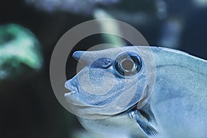 Portrait of a naso unicornis fishbase