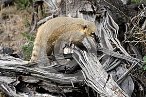 Portrait of nasua raccoon on the dry tree