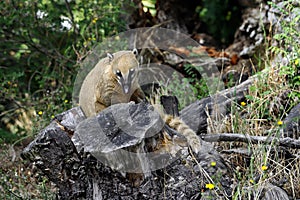 Portrait of nasua raccoon on the tree stump