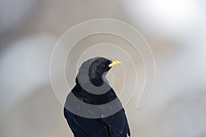 Portrait natural alpine chough Pyrrhocorax graculus