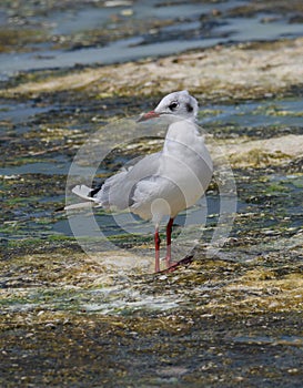 Portrait of natural common black-headed gull (Larus ridibundus