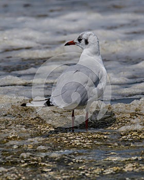 Portrait of natural common black-headed gull (Larus ridibundus