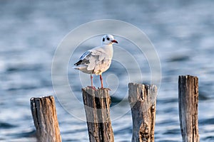 Portrait of natural common black-headed gull (Larus ridibundus