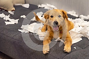 Portrait of naughty young golden dog playing toilet papers