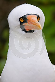 Portrait of Nazca Booby Sula granti