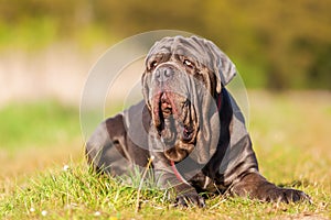 Portrait of a Neapolitan Mastiff outdoors