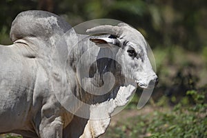 Portrait of Nelore bull in brazilian farm photo