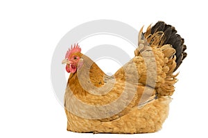 Portrait of a New Hampshire Red hen chicken sitting down breeding full body isolated on a white background photo