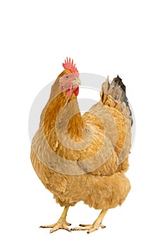 Portrait of a New Hampshire Red hen chicken standing full body isolated on a white background photo