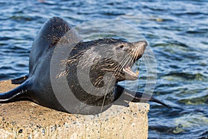 Close up portrait New Zealand Fur Seal, Arctocephalus forsteri, long-nosed fur seal open its mouth in the sun on the