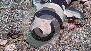 Portrait newborn baby catshark coral catshark Atelomycterus marmoratus on sea sand.