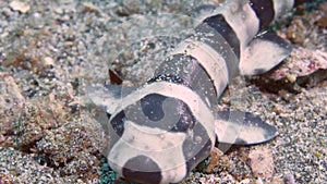 Portrait newborn baby catshark coral catshark Atelomycterus marmoratus on sea sand.