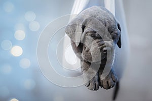 Portrait of a newborn gray cane corso puppy sleeping in a hammock