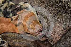 Portrait of a newborn little pig sucks a boobs sow. Shot of a polinesian village on a tiny corall atoll Fanning Atoll, Kiribati