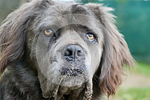 Portrait of newfoundland terre neuve