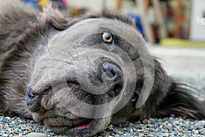 Portrait of newfoundland terre neuve