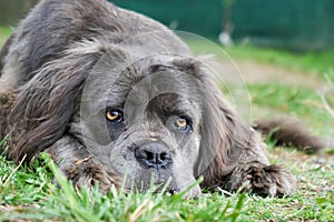 Portrait of newfoundland terre neuve