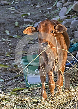 Portrait of newly born calf of cow in an indian village