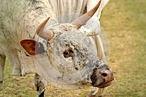 Portrait of a Nguni bull head