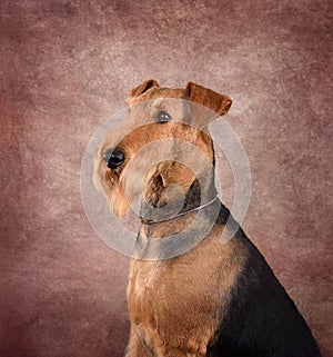 Portrait of nice Airedale Terrier