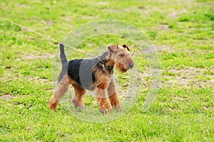 Dog breed Airedale Terrier