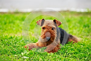 Dog breed Airedale Terrier