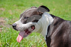 Portrait of nice American staffordshire terrier