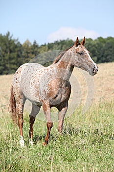 Portrait of nice appaloosa mare