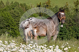 Portrait of nice appaloosa mare with foal