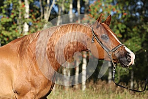 Portrait of nice arabian horse