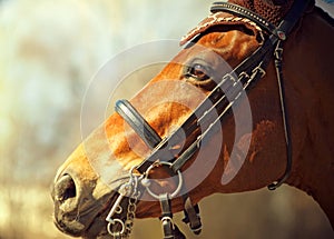 Portrait of nice bay dressage horse in bridle