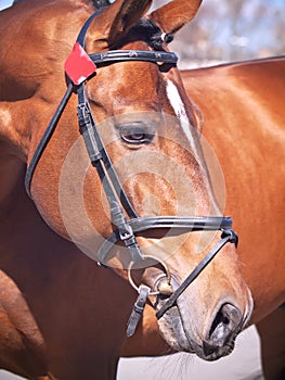 Portrait of nice bay horse in bridle closeup