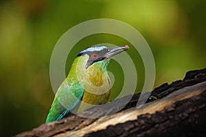 Portrait of nice big bird Blue-crowned Motmot, Momotus momota, wild nature, Belize