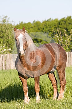 Portrait of nice big horse