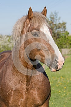 Portrait of nice big horse