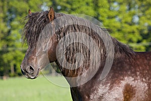 Portrait of nice big horse