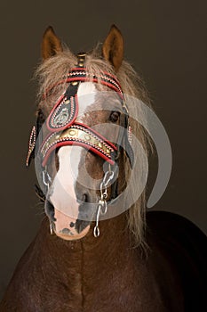 Portrait of nice big horse