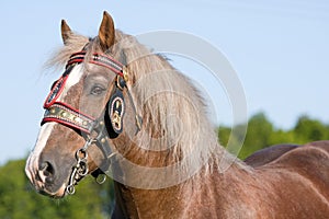 Portrait of nice big horse with bridle