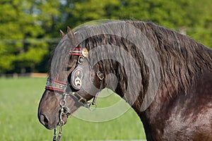 Portrait of nice big horse with bridle