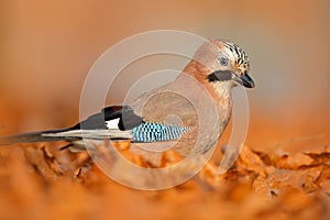 Portrait of nice bird Eurasian Jay, Garrulus glandarius, with orange fall down leaves and morning sun during autumn. Close-up port